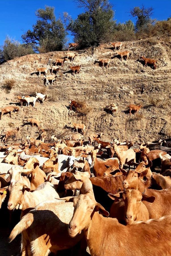 شقة Casa Al Cerro ألورا المظهر الخارجي الصورة